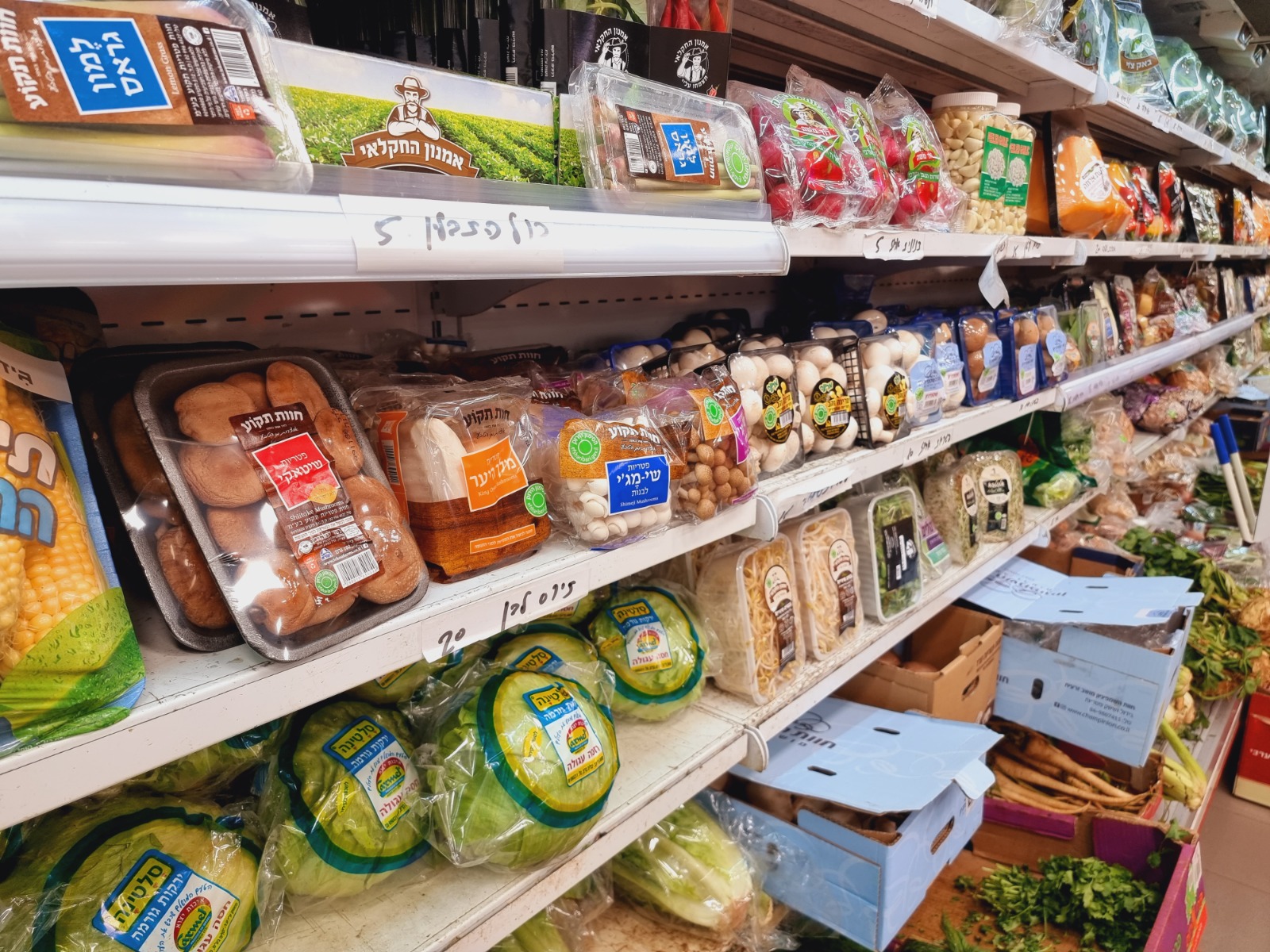 WhatsApp Image 2022-03-29 at 1.25.03 PM.jpeg